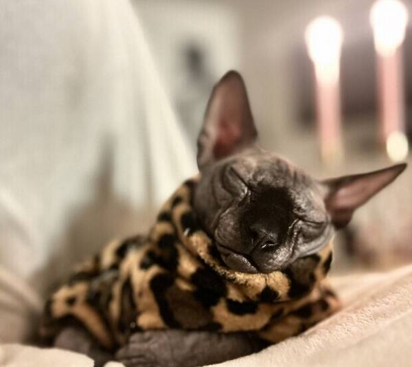 Katt - Sphynx