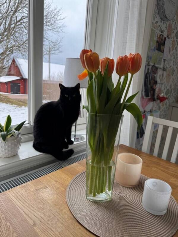 Katt - Skuggan 