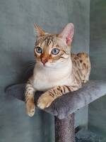 Katten Aslan