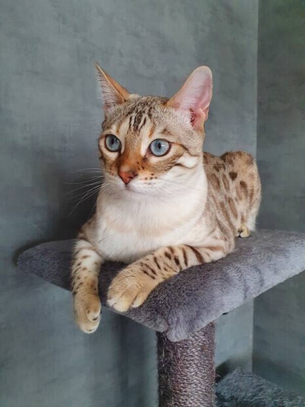 Katt - Katten Aslan