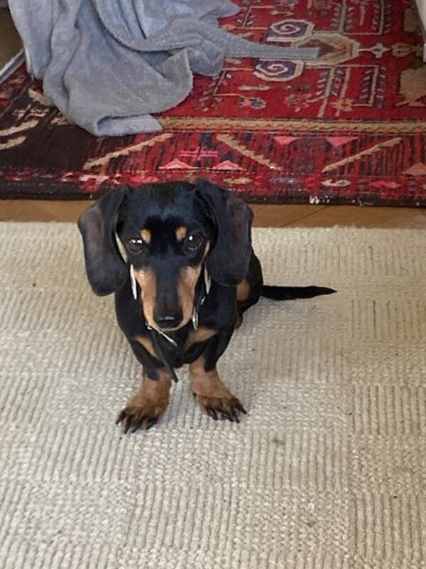 Hund - Kanintaxen Celine