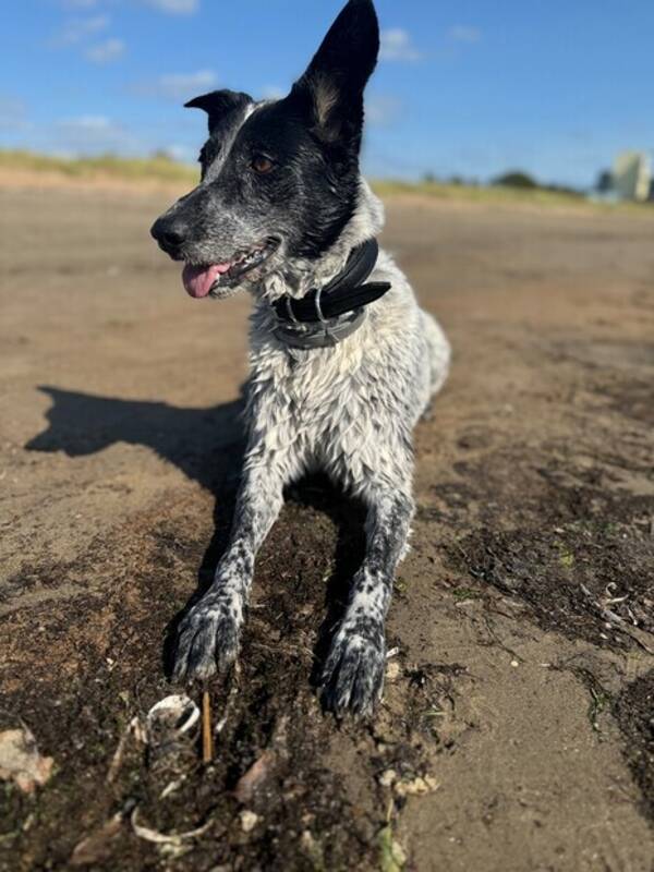 Hund - Blandras Vleo