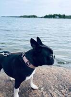 Boston terrier