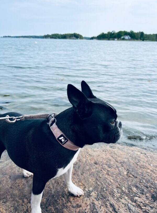 Hund - Boston terrier