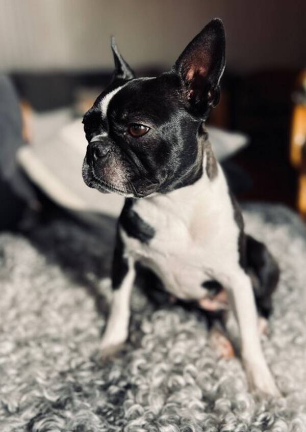 Hund - Boston terrier