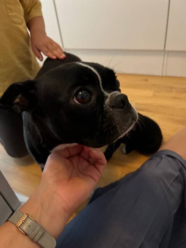 Hund - Boston terrier