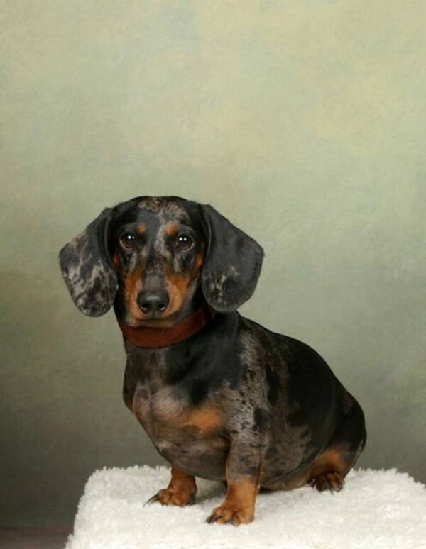 Hund - Tax Flan a.k.a Natilla