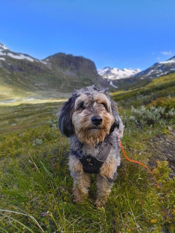 Hund - Blandras, Alba 