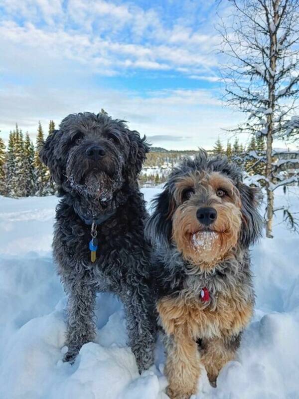 Hund - Golden doodle og lagotto Hund - Golden doodle og lagotto
