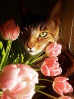 Ceres, halvbengal