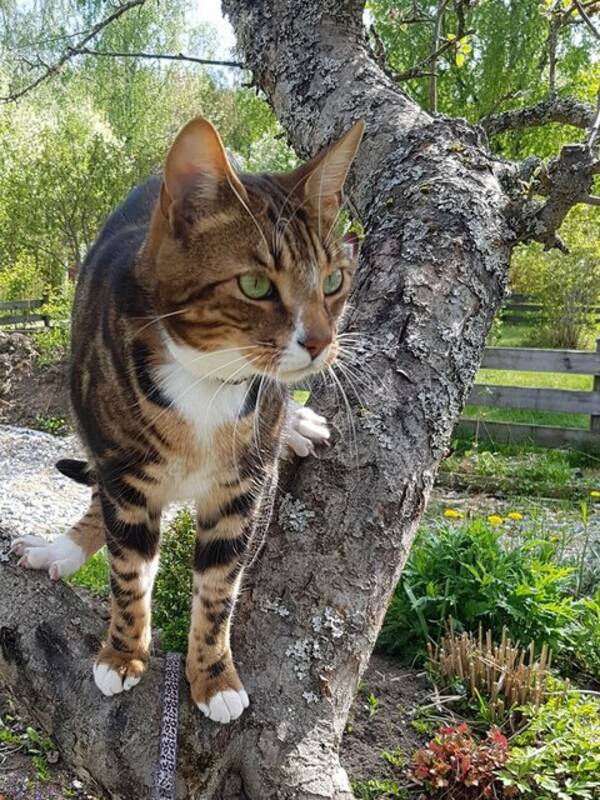 Katt - Ceres, halvbengal