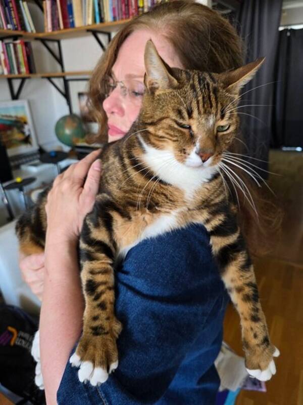 Katt - Ceres, halvbengal