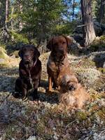 Labradorer och en blandras