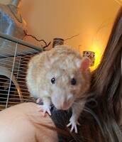 Råttor, (grå, svart och agouti) Råttor, (grå, svart och agouti)