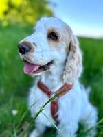 Cocker spaniels Rosa Cocker spaniels Rosa