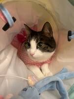 Norsk skogskatt Norsk skogskatt