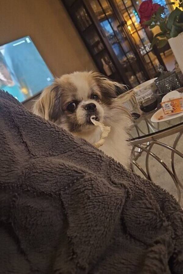 Hund - Cindy Hund - Cindy