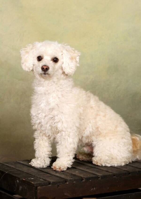 Hund - Bamse 