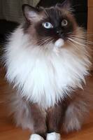 Winston Evans  - Ras: Ragdoll