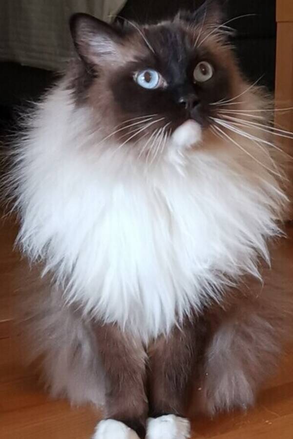Katt - Winston Evans  - Ras: Ragdoll