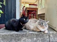 Katterna Bella och Pazu Katterna Bella och Pazu