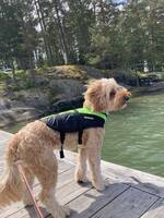 Morris - Australian Labradoodle
