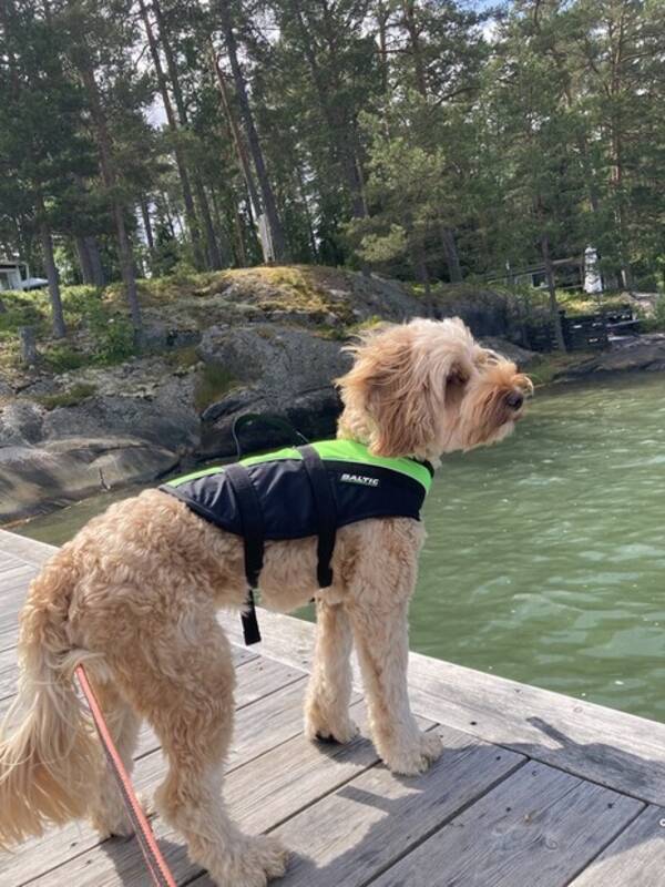 Hund - Morris - Australian Labradoodle