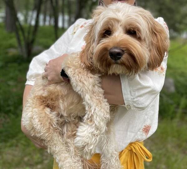 Hund - Morris - Australian Labradoodle