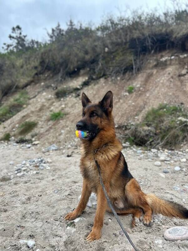 Hund - Schferhunden Rocky