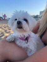 Maltesern Sussie Maltesern Sussie