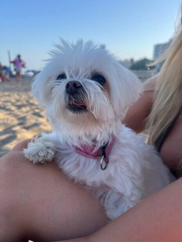 Hund - Maltesern Sussie