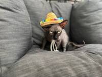Katten Pajaz! 
