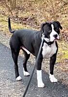 Amstaff