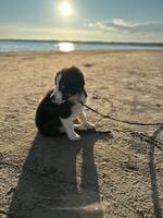 American miniature shepherd 