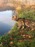 Bengal hona