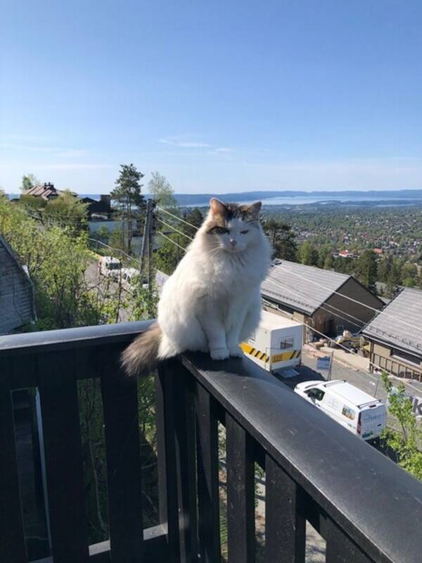 Katt - Dolly Katt - Dolly