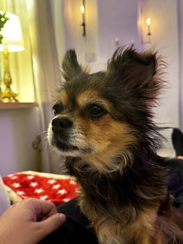 Hund - Chihuahuan Alize