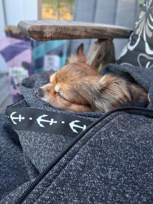 Hund - Chihuahuan Alize