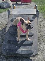 Fransk bulldog Fransk bulldog