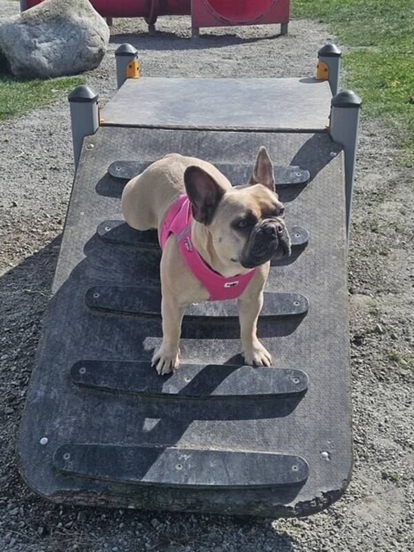 Hund - Fransk bulldog 