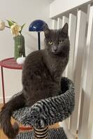 Katten Lilja