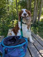 Welsh springer spaniel Welsh springer spaniel