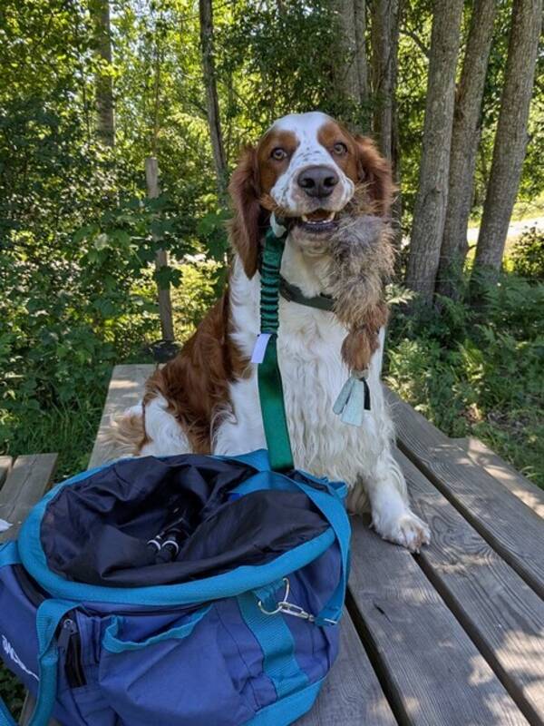 Hund - Welsh springer spaniel  