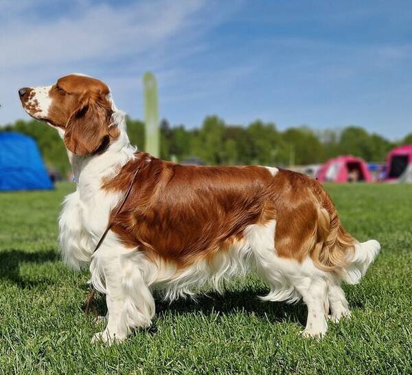 Hund - Welsh springer spaniel  