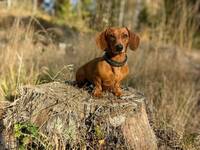 Lilla Dvärgtaxen Lilla Dvärgtaxen