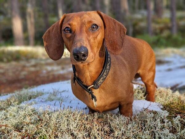 Hund - Lilla Dvrgtaxen 