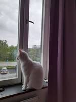 Katten Gizmo