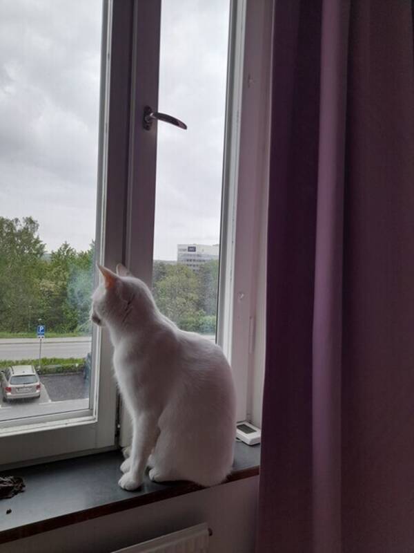 Katt - Katten Gizmo