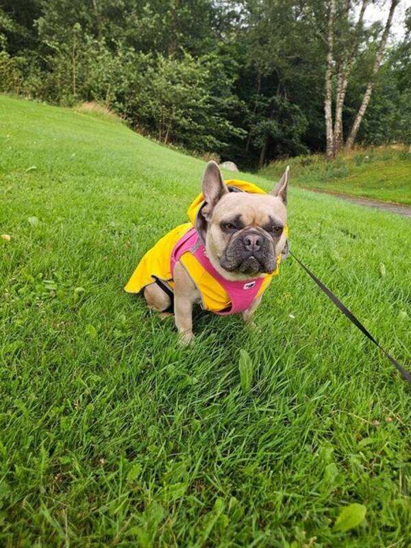 Hund - Fransk bulldog 