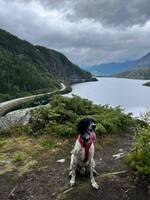 Engelsk setter
